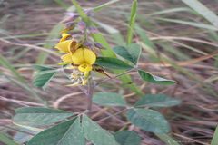Crotalaria goreensis